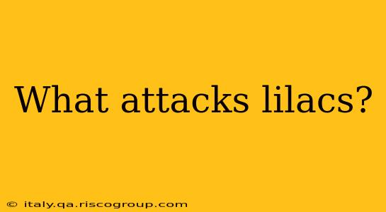 What attacks lilacs?