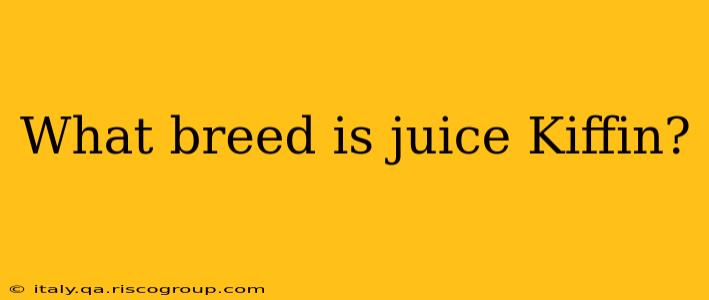 What breed is juice Kiffin?