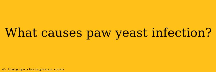 What causes paw yeast infection?