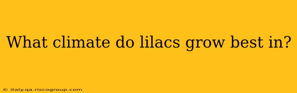 What climate do lilacs grow best in?