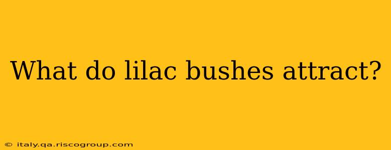 What do lilac bushes attract?