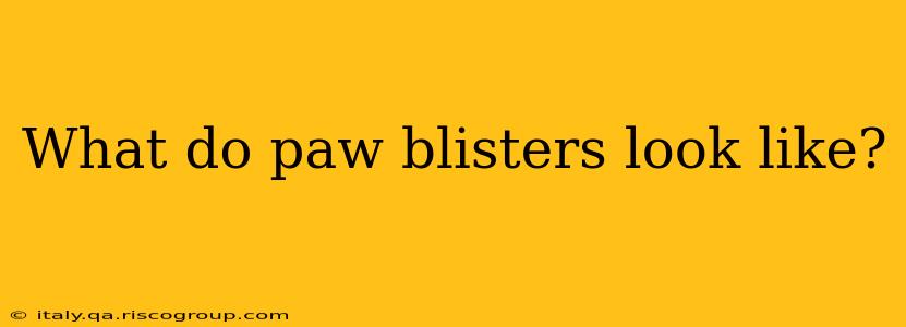 What do paw blisters look like?