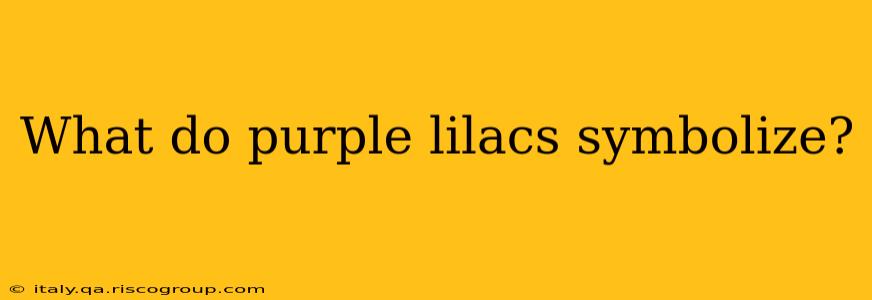 What do purple lilacs symbolize?