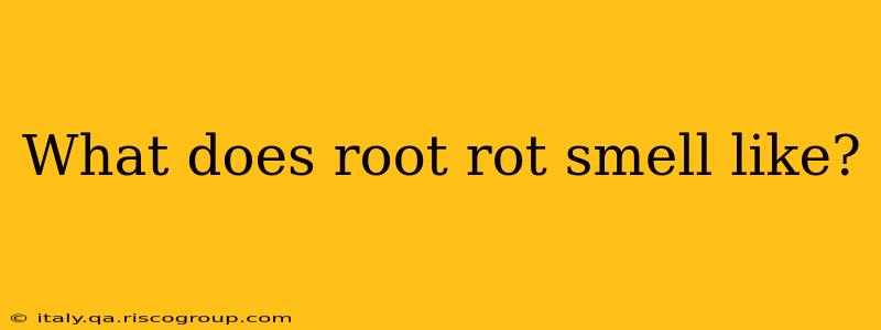 What does root rot smell like?