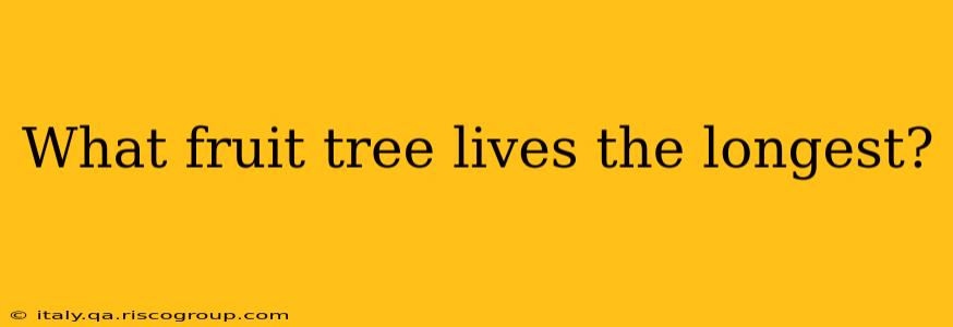 What fruit tree lives the longest?