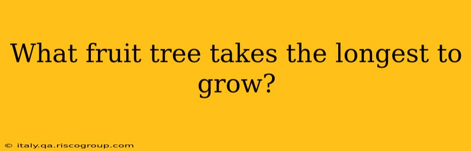 What fruit tree takes the longest to grow?