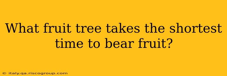 What fruit tree takes the shortest time to bear fruit?