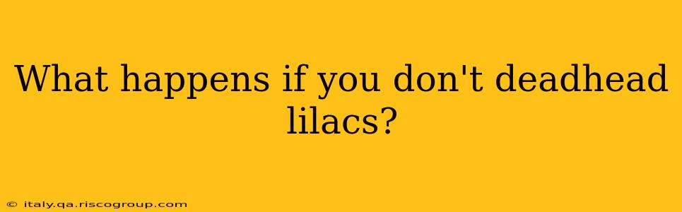 What happens if you don't deadhead lilacs?