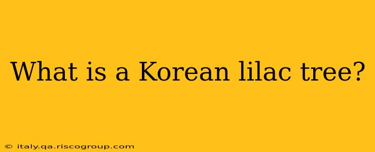 What is a Korean lilac tree?