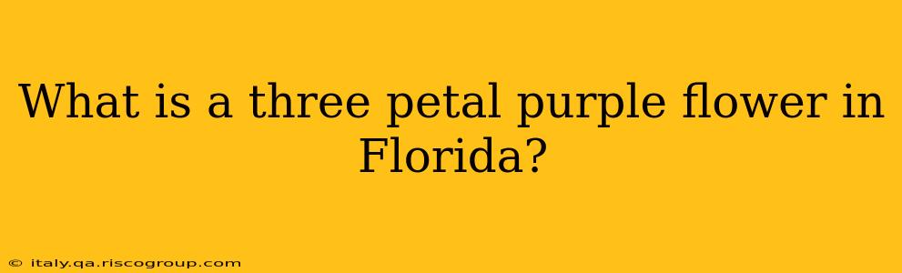 What is a three petal purple flower in Florida?