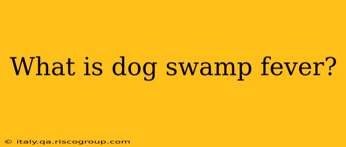 What is dog swamp fever?