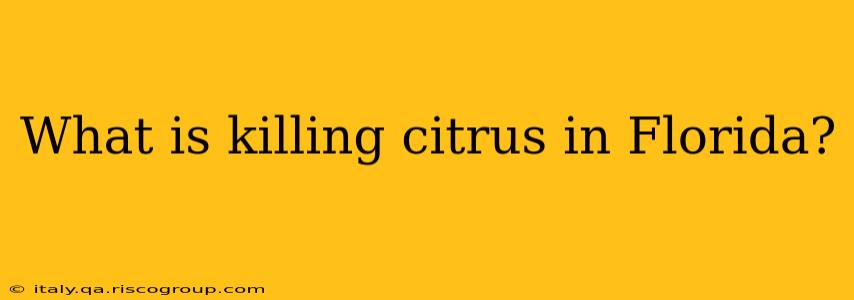 What is killing citrus in Florida?