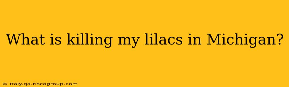 What is killing my lilacs in Michigan?