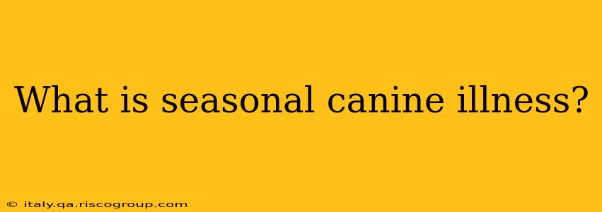 What is seasonal canine illness?