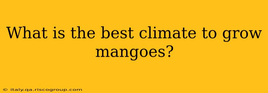 What is the best climate to grow mangoes?