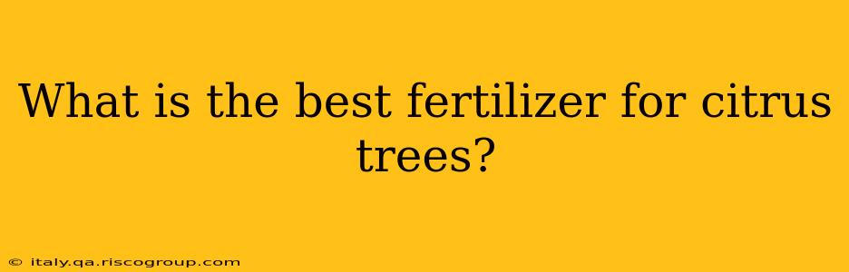 What is the best fertilizer for citrus trees?