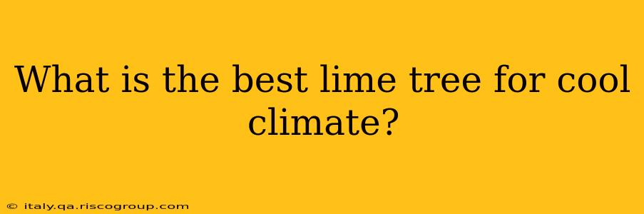 What is the best lime tree for cool climate?