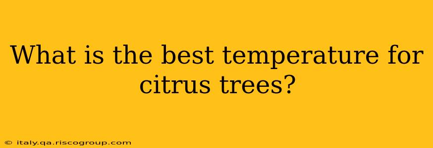 What is the best temperature for citrus trees?