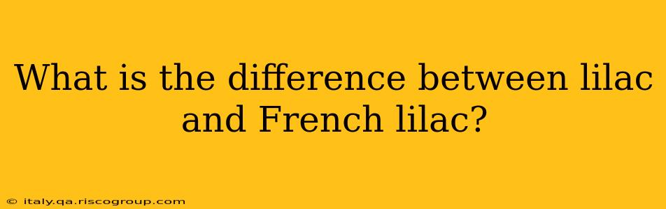 What is the difference between lilac and French lilac?