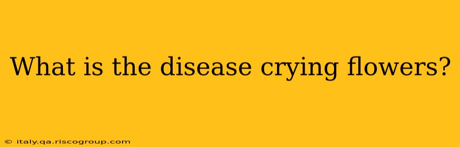 What is the disease crying flowers?