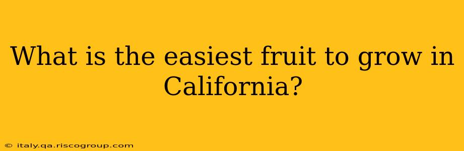 What is the easiest fruit to grow in California?