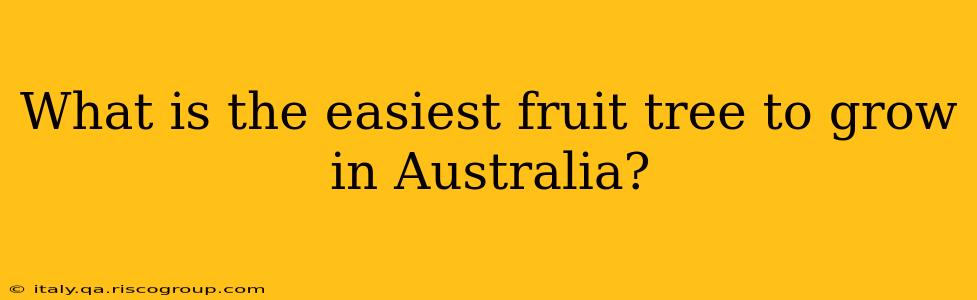 What is the easiest fruit tree to grow in Australia?