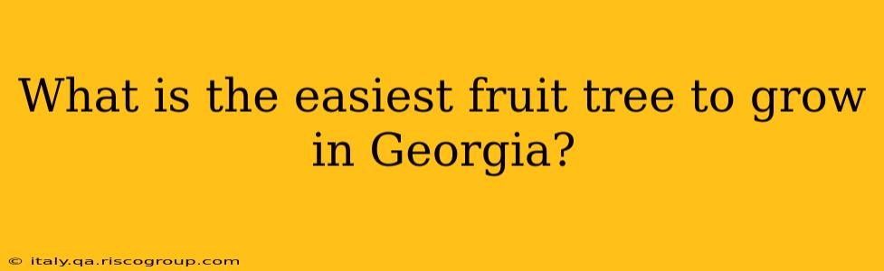 What is the easiest fruit tree to grow in Georgia?