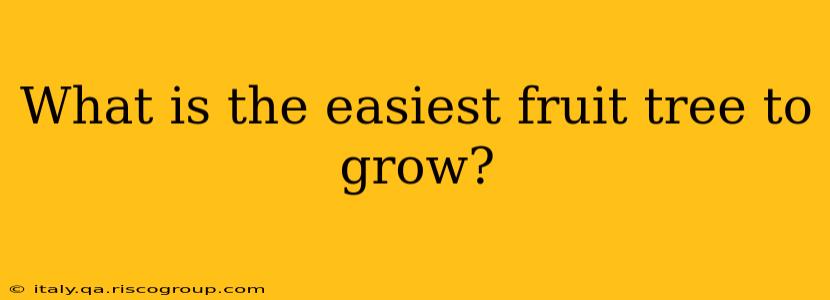 What is the easiest fruit tree to grow?