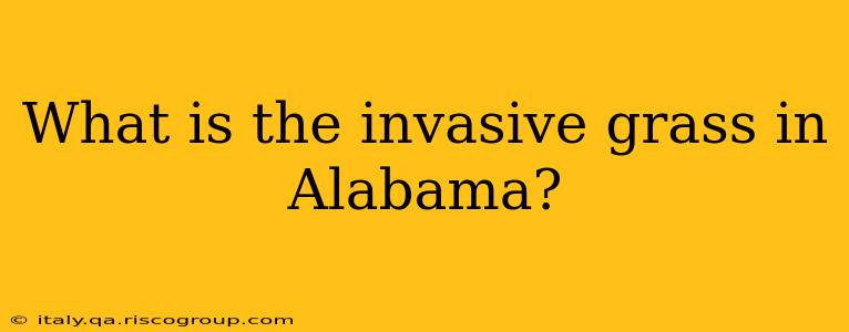 What is the invasive grass in Alabama?