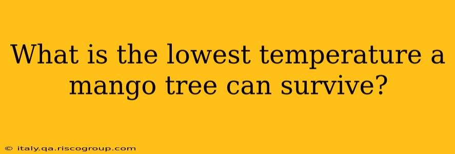 What is the lowest temperature a mango tree can survive?