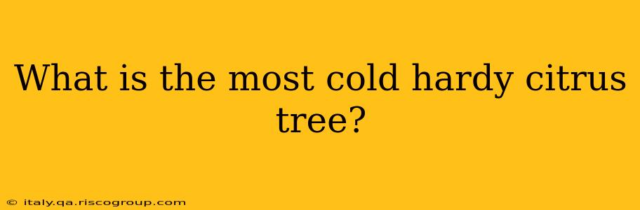 What is the most cold hardy citrus tree?