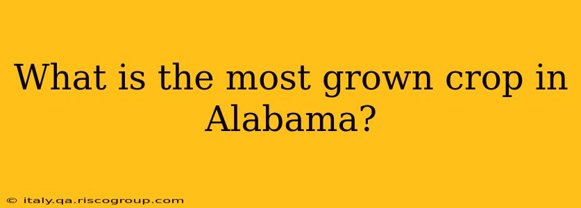 What is the most grown crop in Alabama?