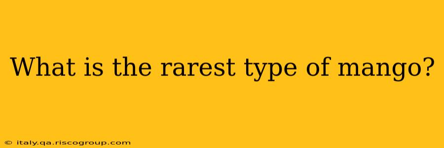 What is the rarest type of mango?