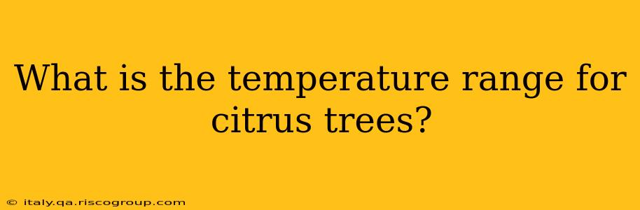 What is the temperature range for citrus trees?