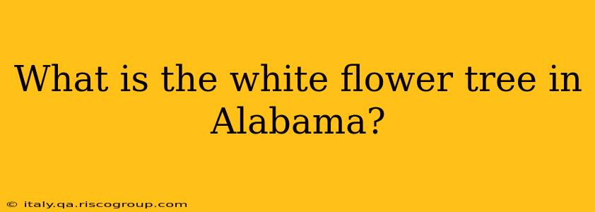 What is the white flower tree in Alabama?