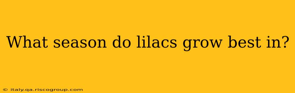 What season do lilacs grow best in?