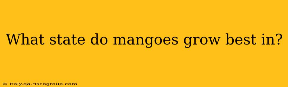 What state do mangoes grow best in?