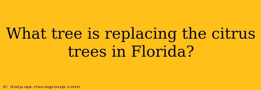 What tree is replacing the citrus trees in Florida?