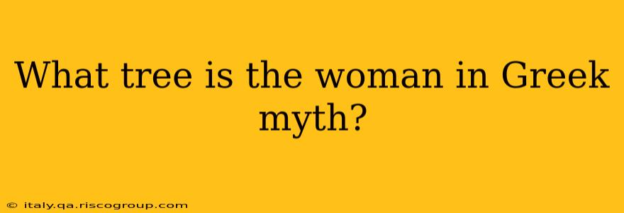 What tree is the woman in Greek myth?