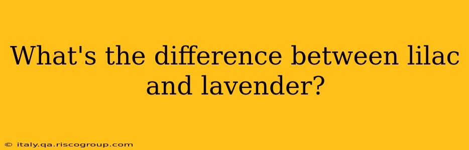 What's the difference between lilac and lavender?