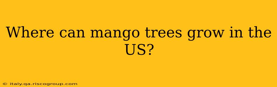 Where can mango trees grow in the US?