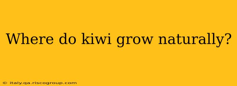 Where do kiwi grow naturally?