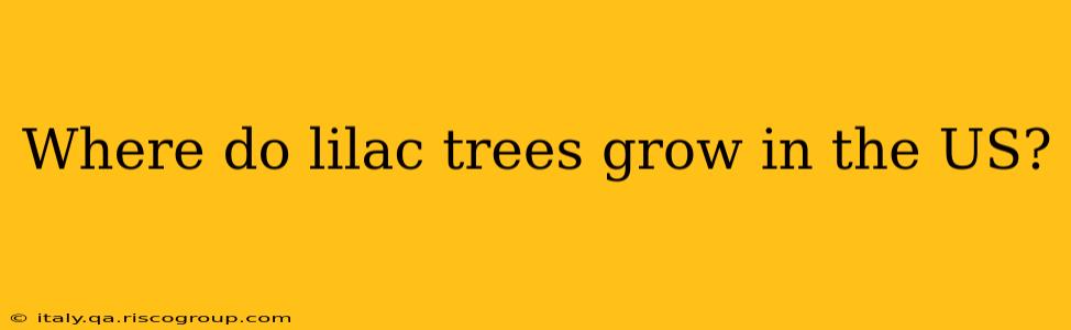 Where do lilac trees grow in the US?