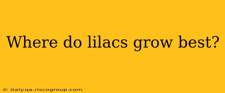 Where do lilacs grow best?