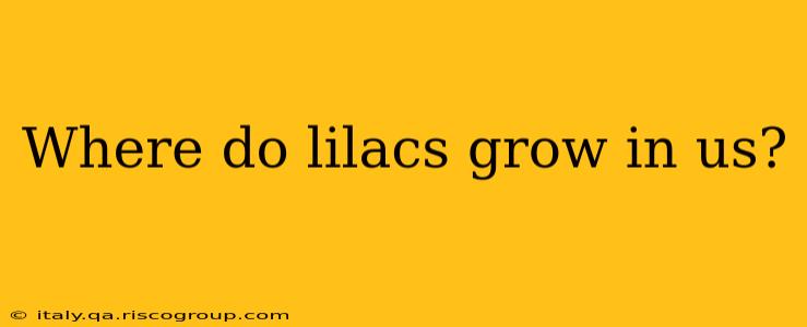 Where do lilacs grow in us?