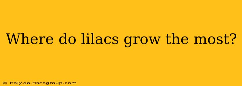 Where do lilacs grow the most?