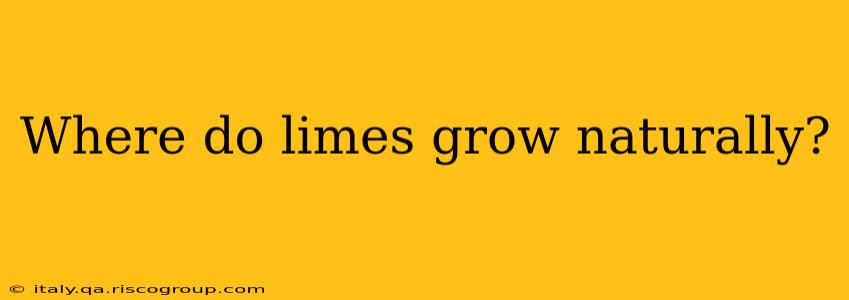 Where do limes grow naturally?