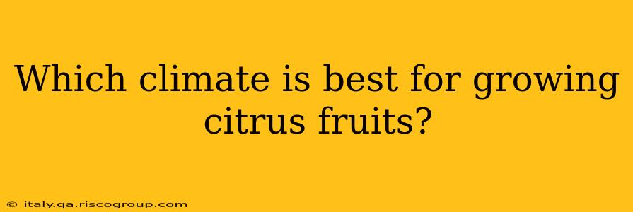 Which climate is best for growing citrus fruits?