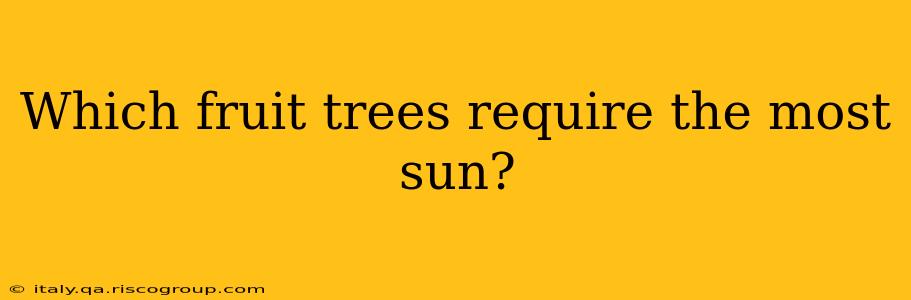 Which fruit trees require the most sun?