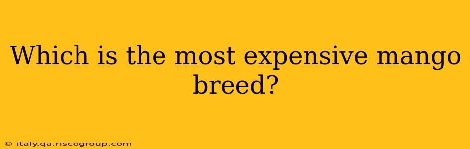 Which is the most expensive mango breed?